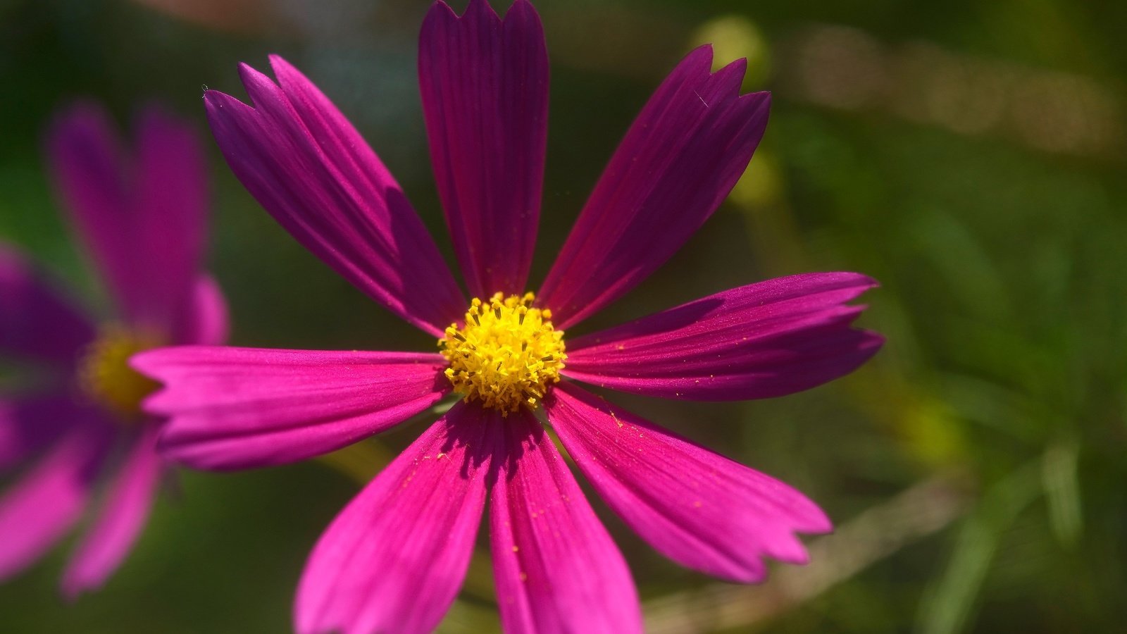 Обои цветы, лепестки, розовые, боке, космея, flowers, petals, pink, bokeh, kosmeya разрешение 2560x1709 Загрузить