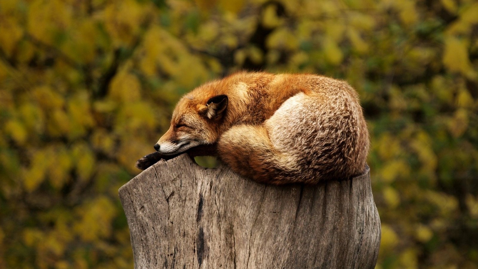 Обои лиса, лисица, животное, пень, дикая природа, fox, animal, stump, wildlife разрешение 1920x1200 Загрузить