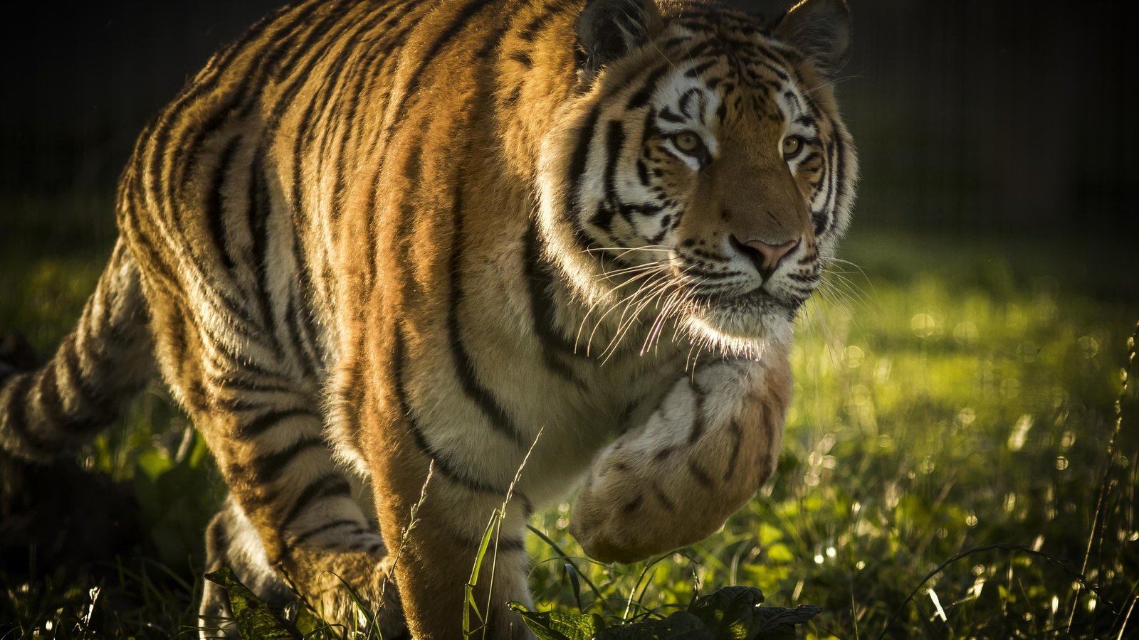 Обои тигр, морда, лапы, хищник, большая кошка, tiger, face, paws, predator, big cat разрешение 4122x2850 Загрузить