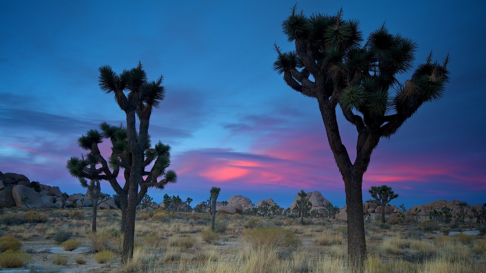 Обои песок, пустыня, сша, кустарник, дюны, joshua tree national park, дерево джошуа, sand, desert, usa, shrub, dunes, joshua tree разрешение 1920x1200 Загрузить