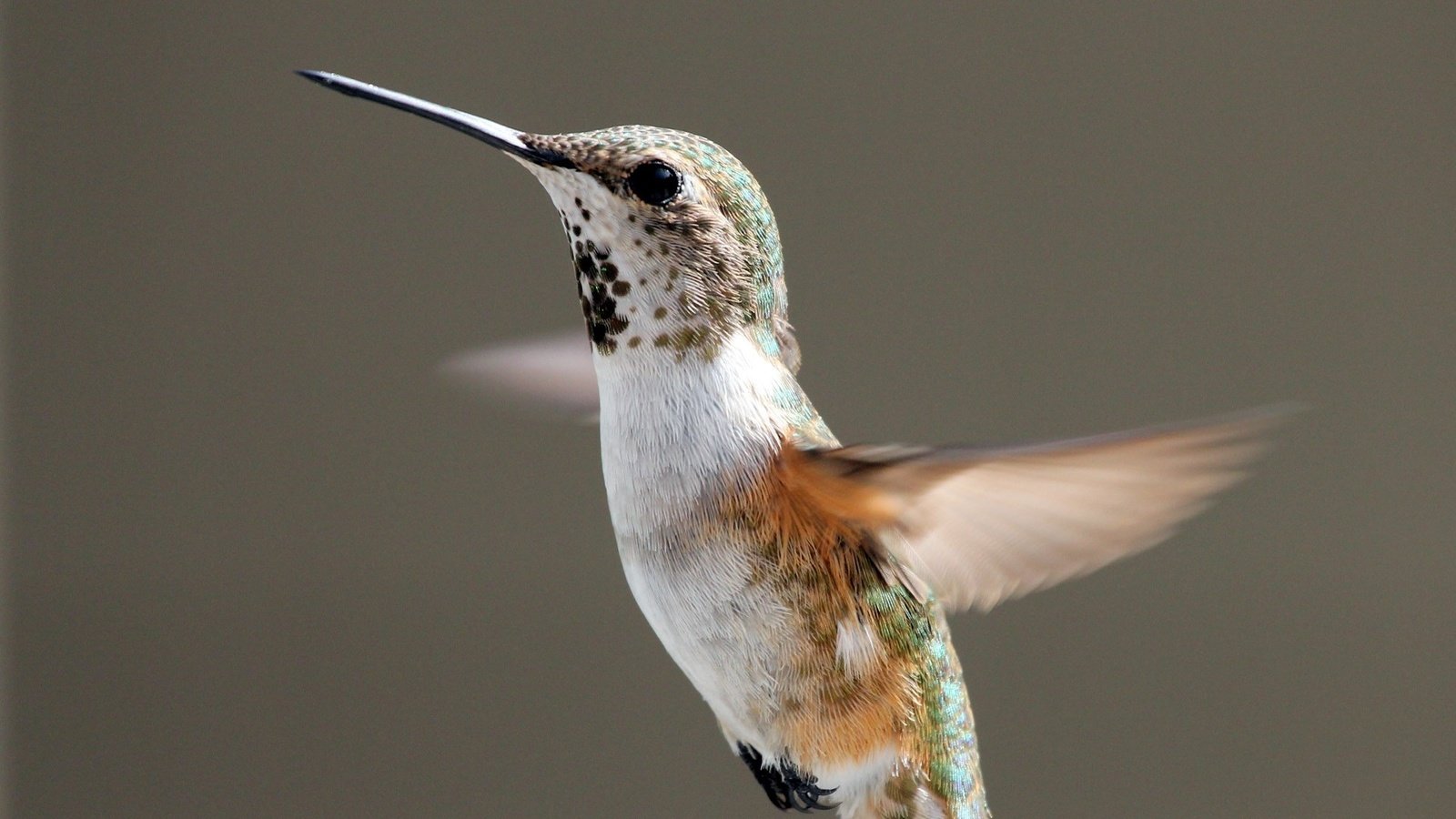 Обои полет, крылья, птица, клюв, перья, взмах, колибри, flight, wings, bird, beak, feathers, stroke, hummingbird разрешение 1920x1080 Загрузить