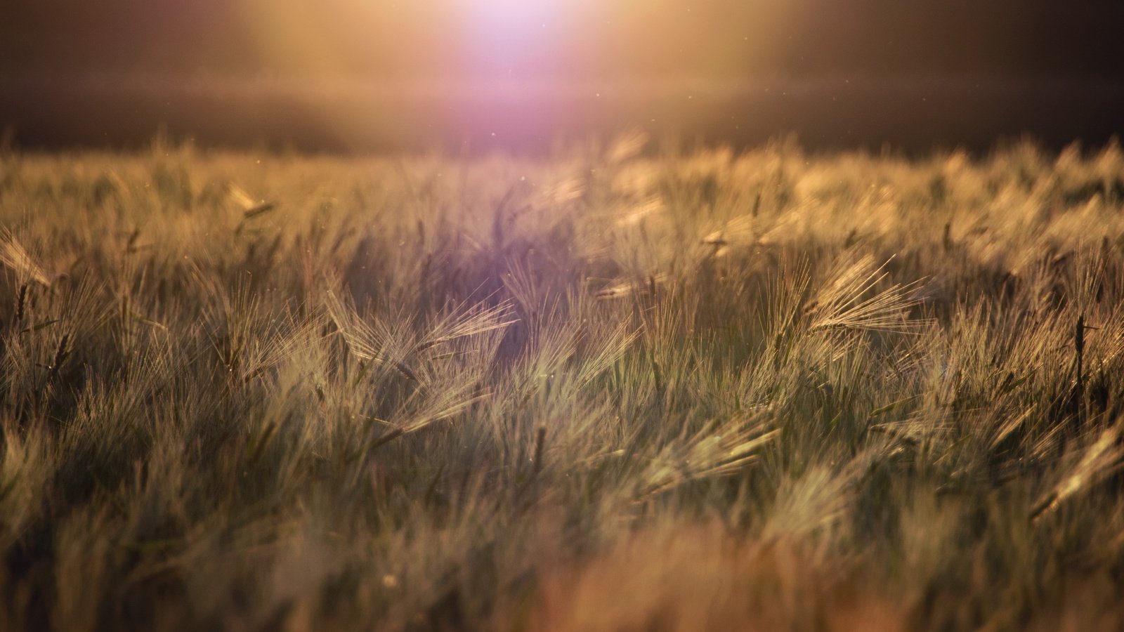 Обои трава, природа, горизонт, колоски, растение, grass, nature, horizon, spikelets, plant разрешение 5494x3853 Загрузить