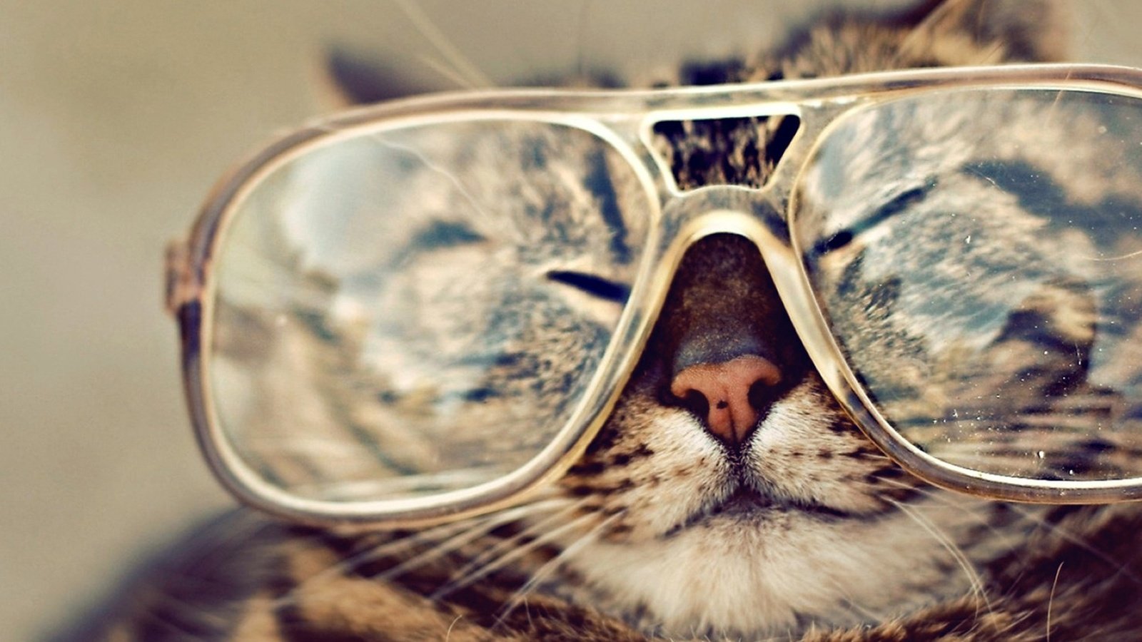 Обои кот, мордочка, кошка, очки, полосатый, крутой, cat, muzzle, glasses, striped, cool разрешение 1920x1200 Загрузить