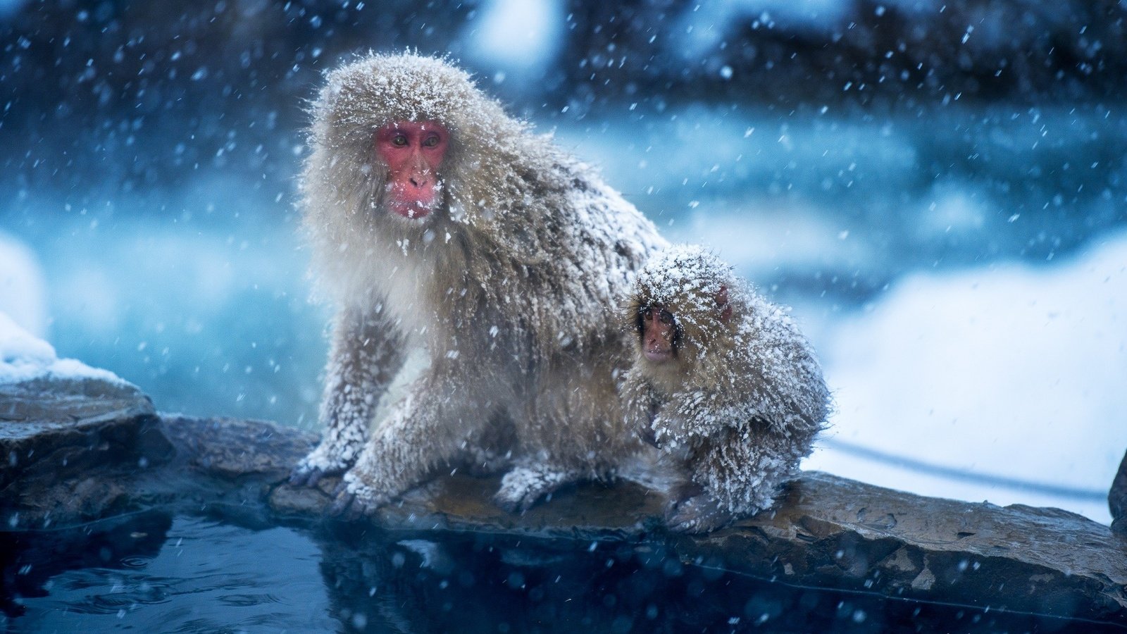 Обои снег, зима, обезьяна, детеныш, японский макак, снежная обезьяна, snow, winter, monkey, cub, japanese macaques, a snow monkey разрешение 1920x1281 Загрузить