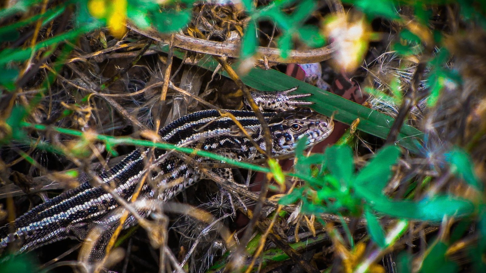 Обои природа, ящерица, рептилия, пресмыкающиеся, nature, lizard, reptile, reptiles разрешение 4320x3240 Загрузить