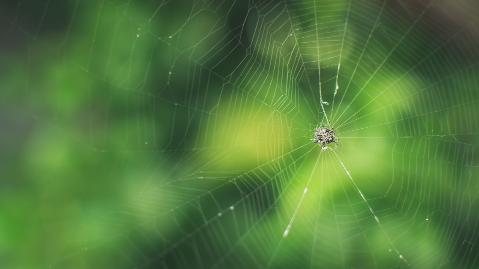 Обои макро, фон, размытость, паук, паутина, macro, background, blur, spider, web разрешение 2048x1365 Загрузить