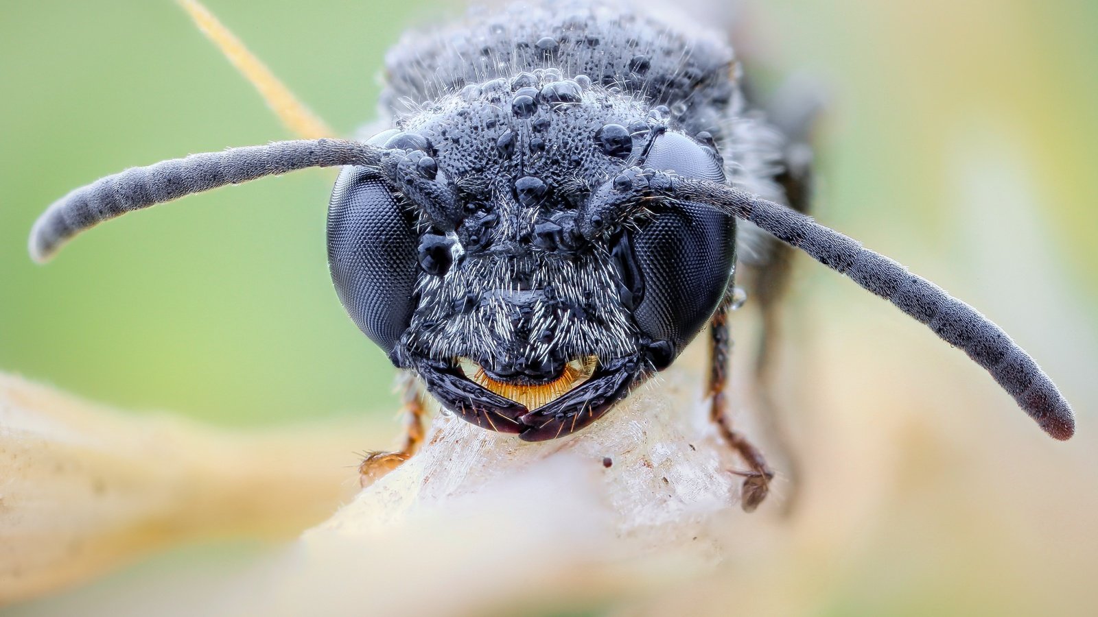 Обои глаза, насекомое, капли, оса, крупным планом, john hallmén, eyes, insect, drops, osa, closeup разрешение 3000x2000 Загрузить