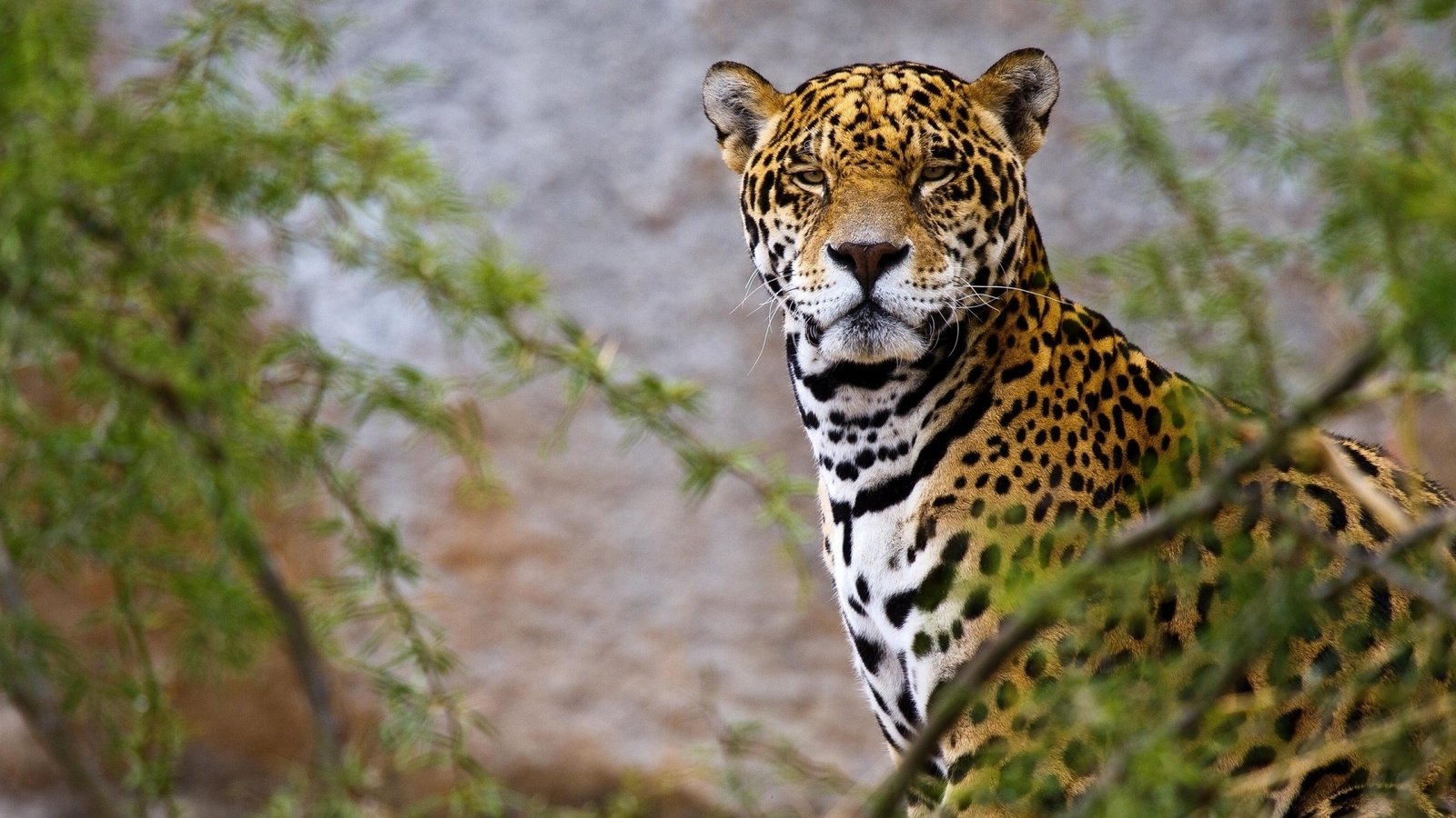 Обои морда, ветки, взгляд, хищник, ягуар, зеленые листья, дикая кошка, face, branches, look, predator, jaguar, green leaves, wild cat разрешение 1920x1080 Загрузить