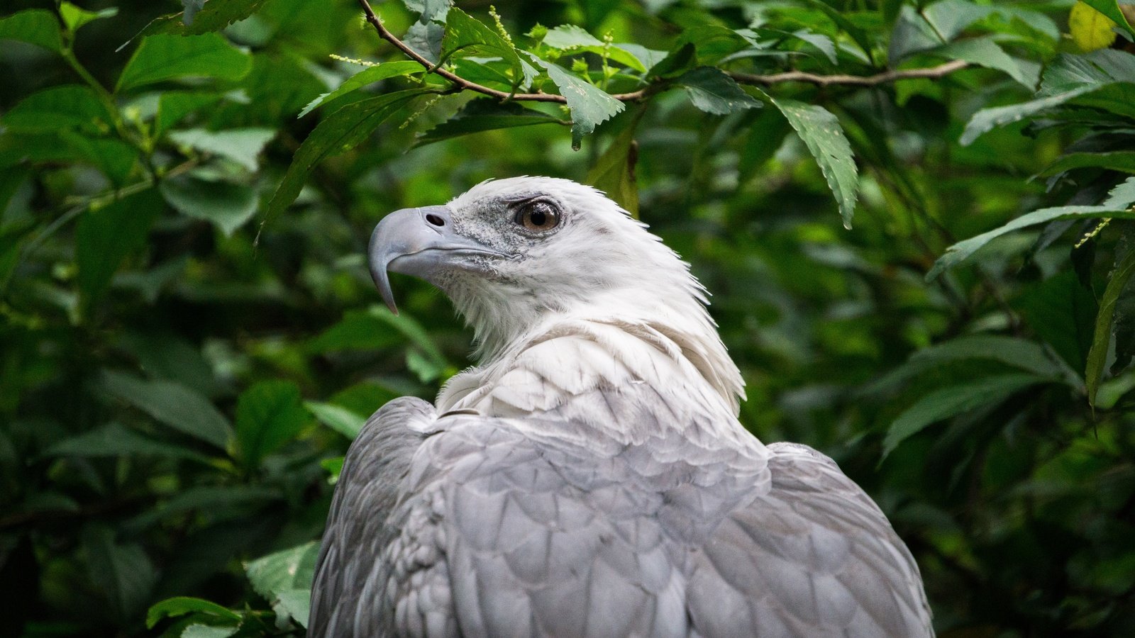 Обои природа, орел, птица, клюв, перья, зеленые листья, хищная птица, nature, eagle, bird, beak, feathers, green leaves, bird of prey разрешение 6000x4000 Загрузить