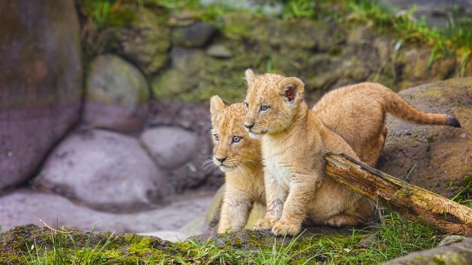 Обои трава, природа, камни, львы, малыши, львята, grass, nature, stones, lions, kids, the cubs разрешение 2048x1280 Загрузить