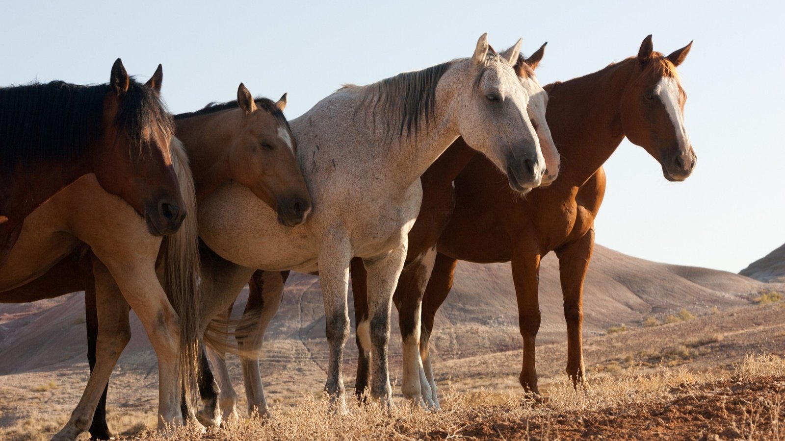 Обои природа, поле, лошади, кони, nature, field, horse, horses разрешение 1920x1200 Загрузить