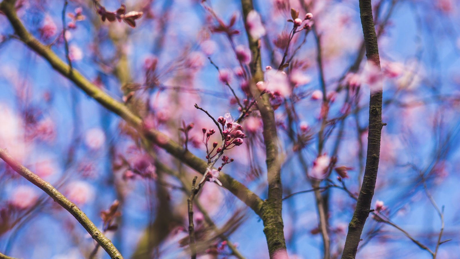 Обои цветы, природа, цветение, ветки, размытость, весна, розовые, flowers, nature, flowering, branches, blur, spring, pink разрешение 5472x3648 Загрузить