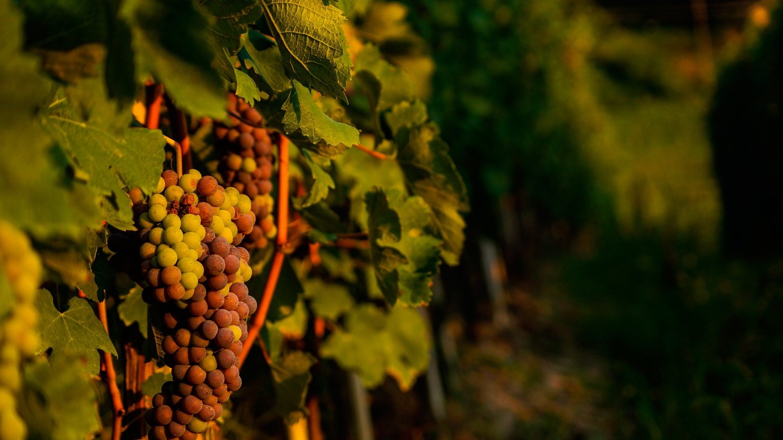 Обои листья, виноград, лоза, виноградная лоза, виноградник, leaves, grapes, vine, vineyard разрешение 2880x1914 Загрузить