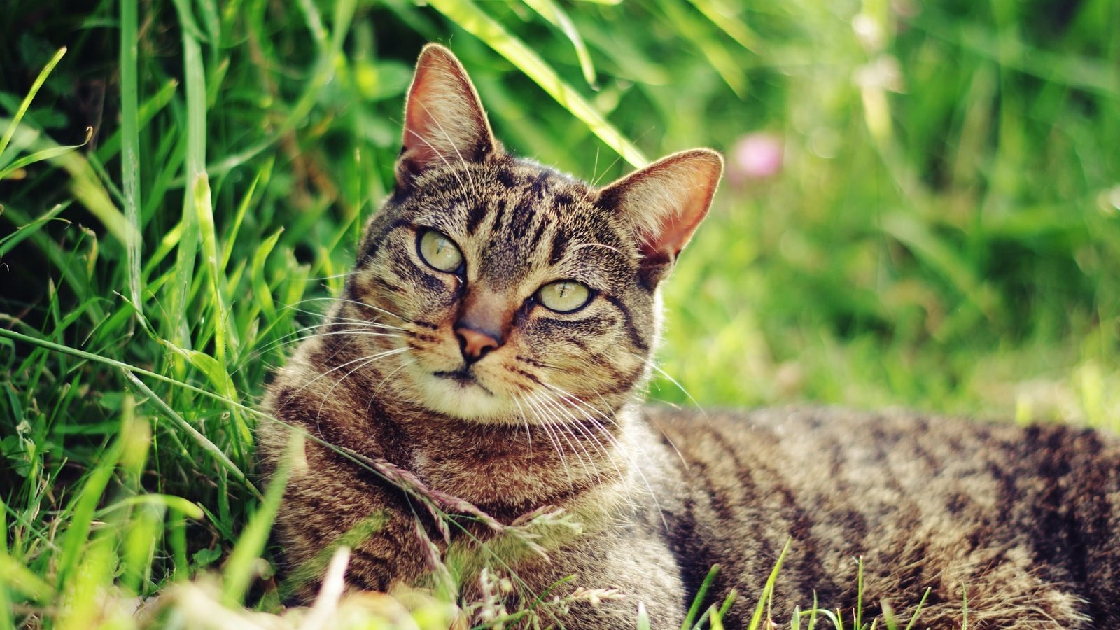 Обои трава, природа, кот, мордочка, усы, кошка, взгляд, ушки, grass, nature, cat, muzzle, mustache, look, ears разрешение 2048x1356 Загрузить