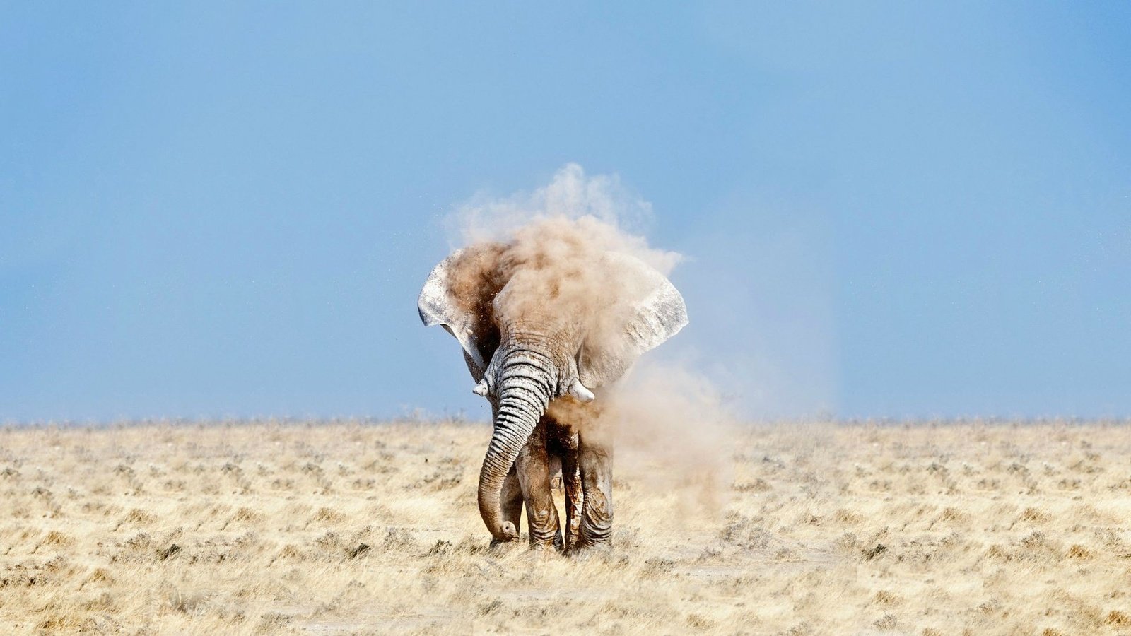 Обои небо, песок, слон, пыль, уши, бивни, the sky, sand, elephant, dust, ears, tusks разрешение 1920x1080 Загрузить