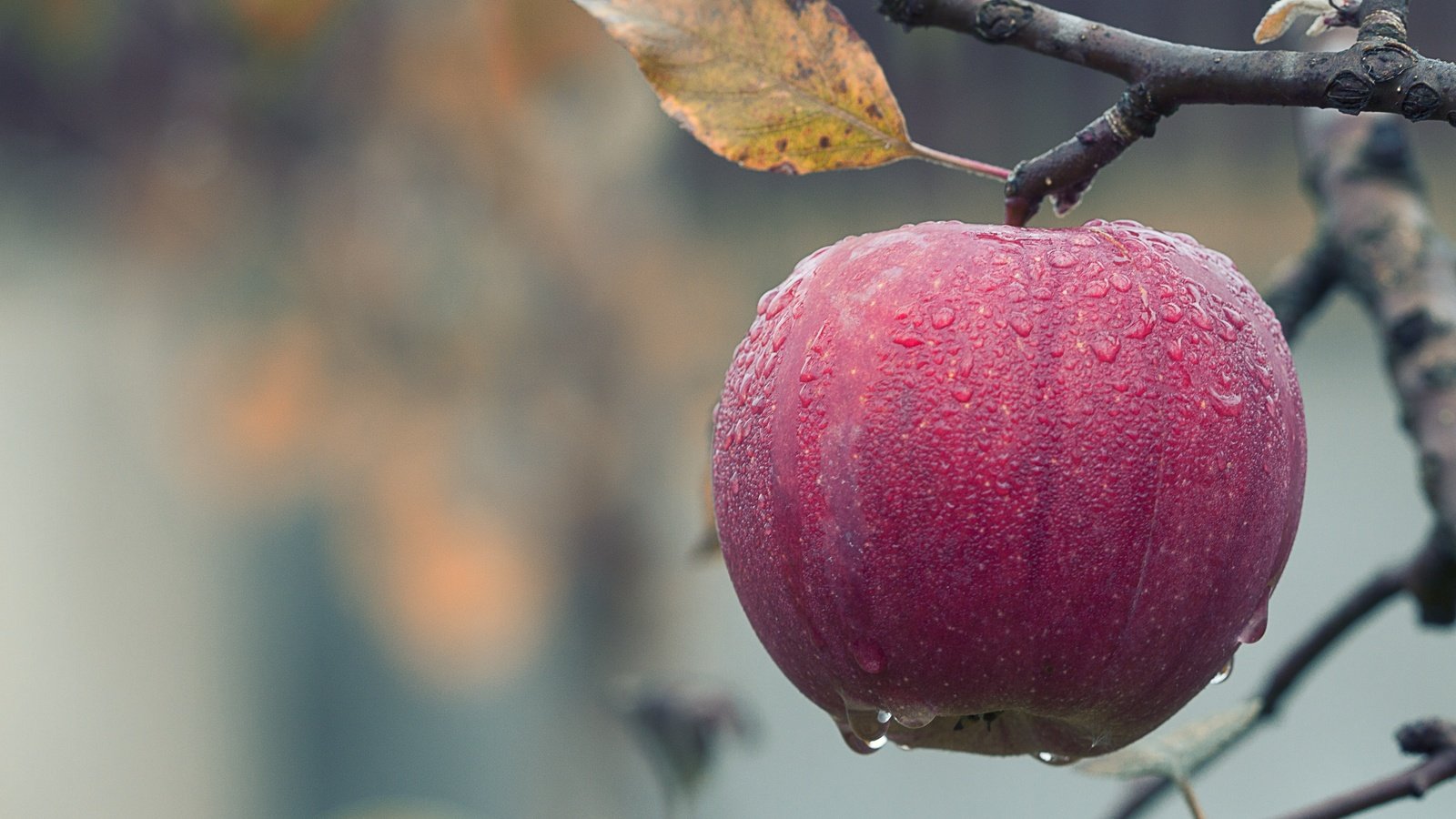 Обои фрукты, осень, яблоко, плоды, капли дождя, fruit, autumn, apple, raindrops разрешение 4752x3044 Загрузить