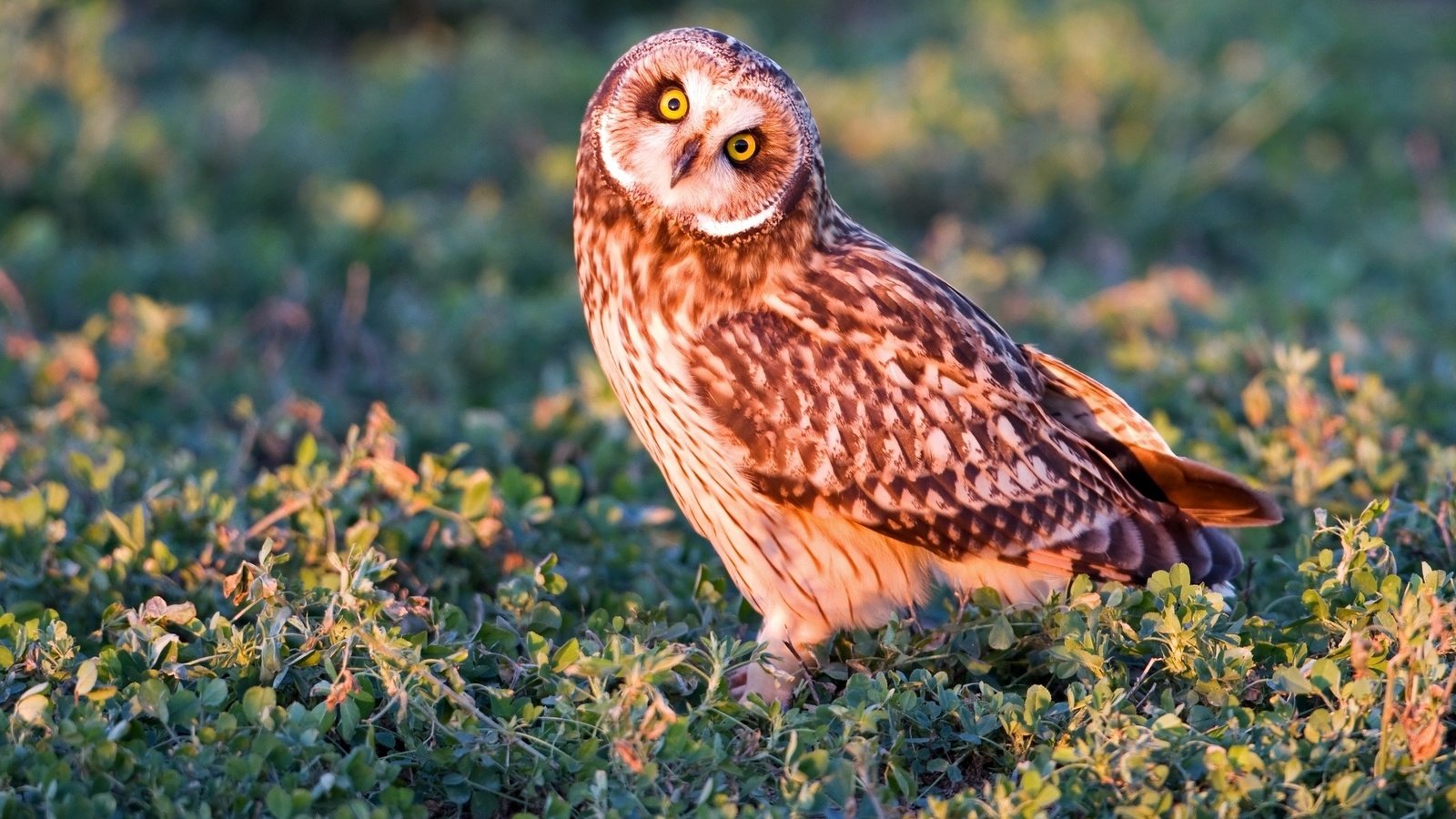 Обои трава, сова, взгляд, хищник, птица, болотная сова, grass, owl, look, predator, bird, short-eared owl разрешение 2048x1365 Загрузить