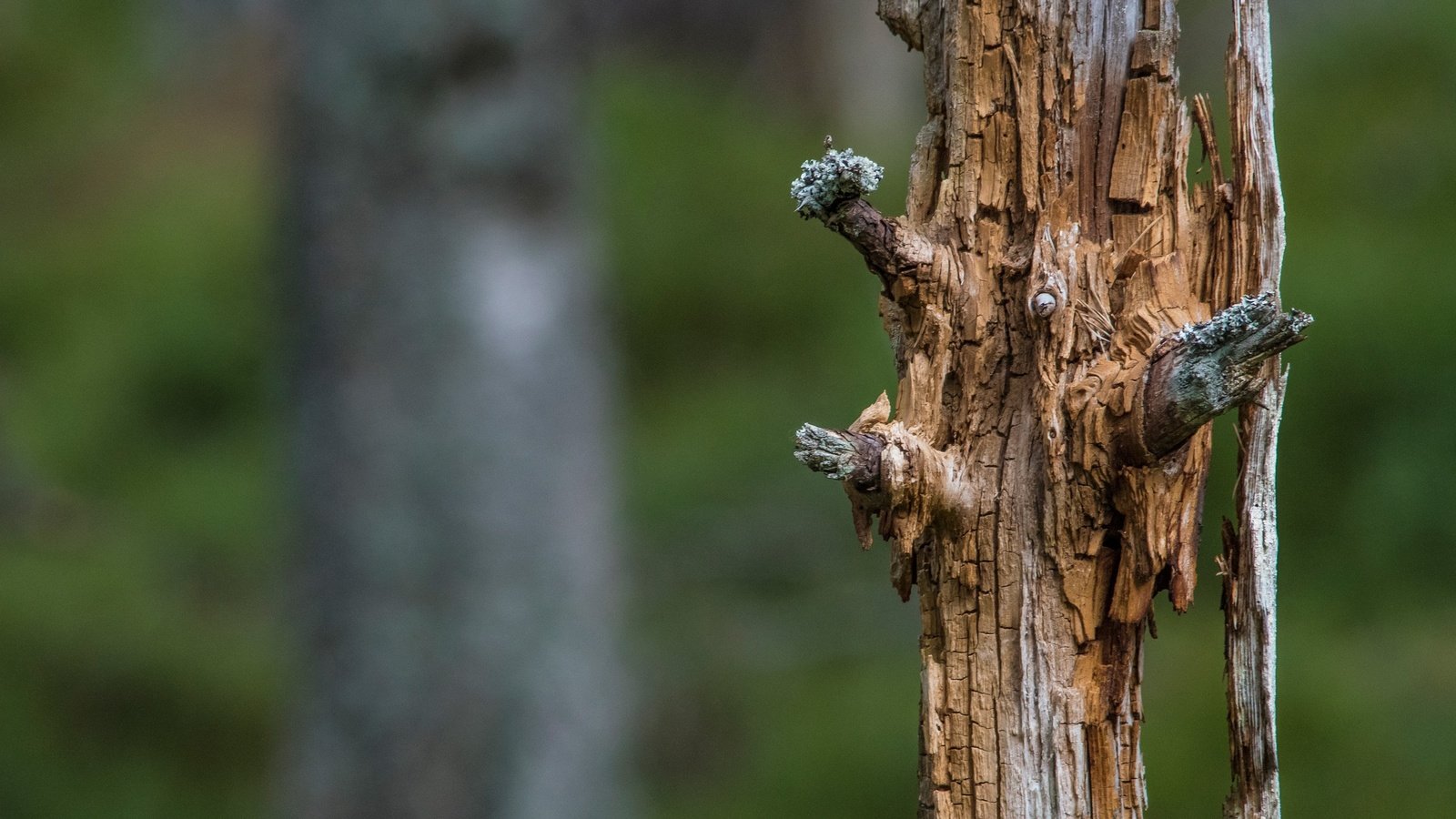 Обои природа, дерево, размытость, ствол, мертвое дерево, nature, tree, blur, trunk, dead tree разрешение 2560x1440 Загрузить