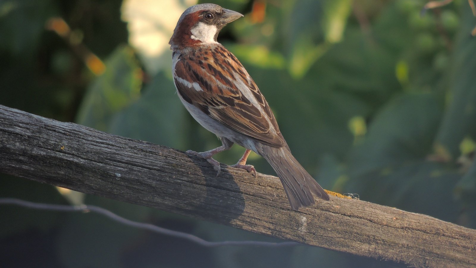 Обои птица, клюв, воробей, перья, животное, bird, beak, sparrow, feathers, animal разрешение 4608x3456 Загрузить