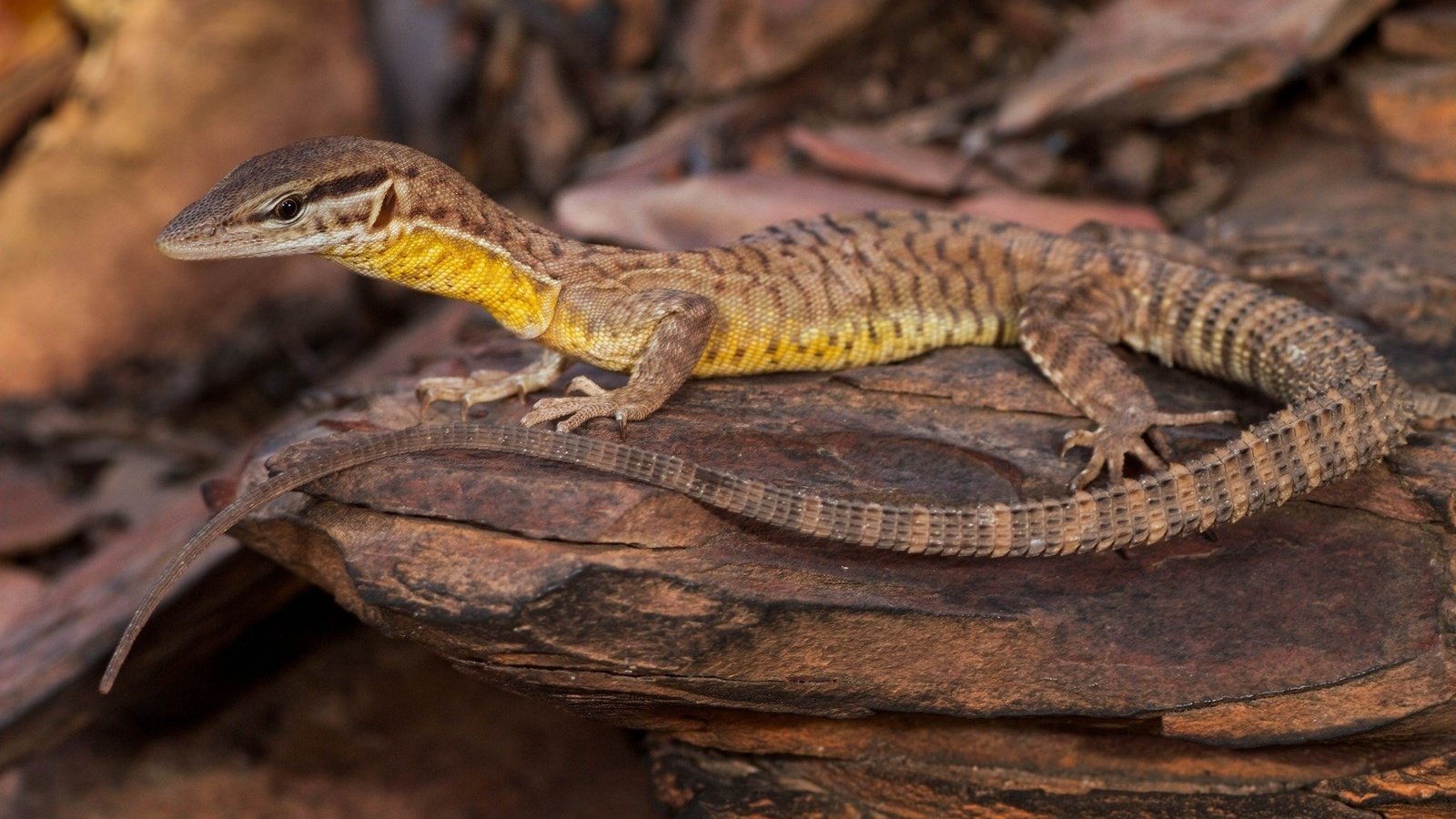 Обои природа, ящерица, камень, рептилия, nature, lizard, stone, reptile разрешение 2048x1365 Загрузить