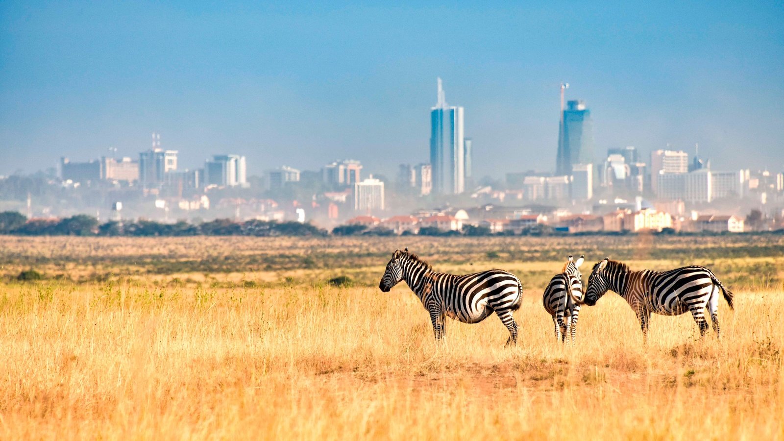 Обои зебра, поле, город, африка, кения, зебры, nairobi national park, найроби, zebra, field, the city, africa, kenya разрешение 4000x2249 Загрузить