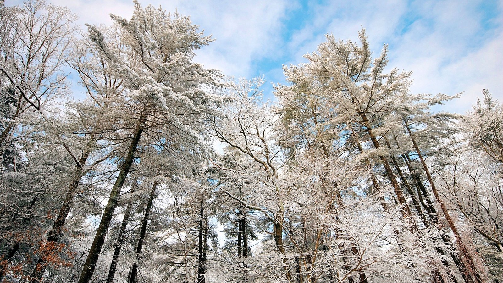 Обои небо, облака, деревья, снег, природа, зима, ветки, иней, the sky, clouds, trees, snow, nature, winter, branches, frost разрешение 1920x1200 Загрузить