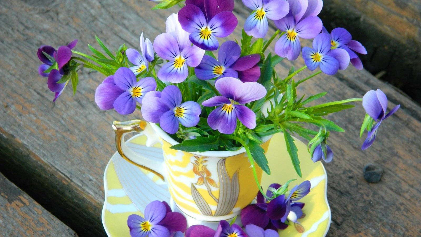 Обои цветы, лепестки, блюдце, чашка, анютины глазки, фиалки, flowers, petals, saucer, cup, pansy, violet разрешение 1920x1200 Загрузить