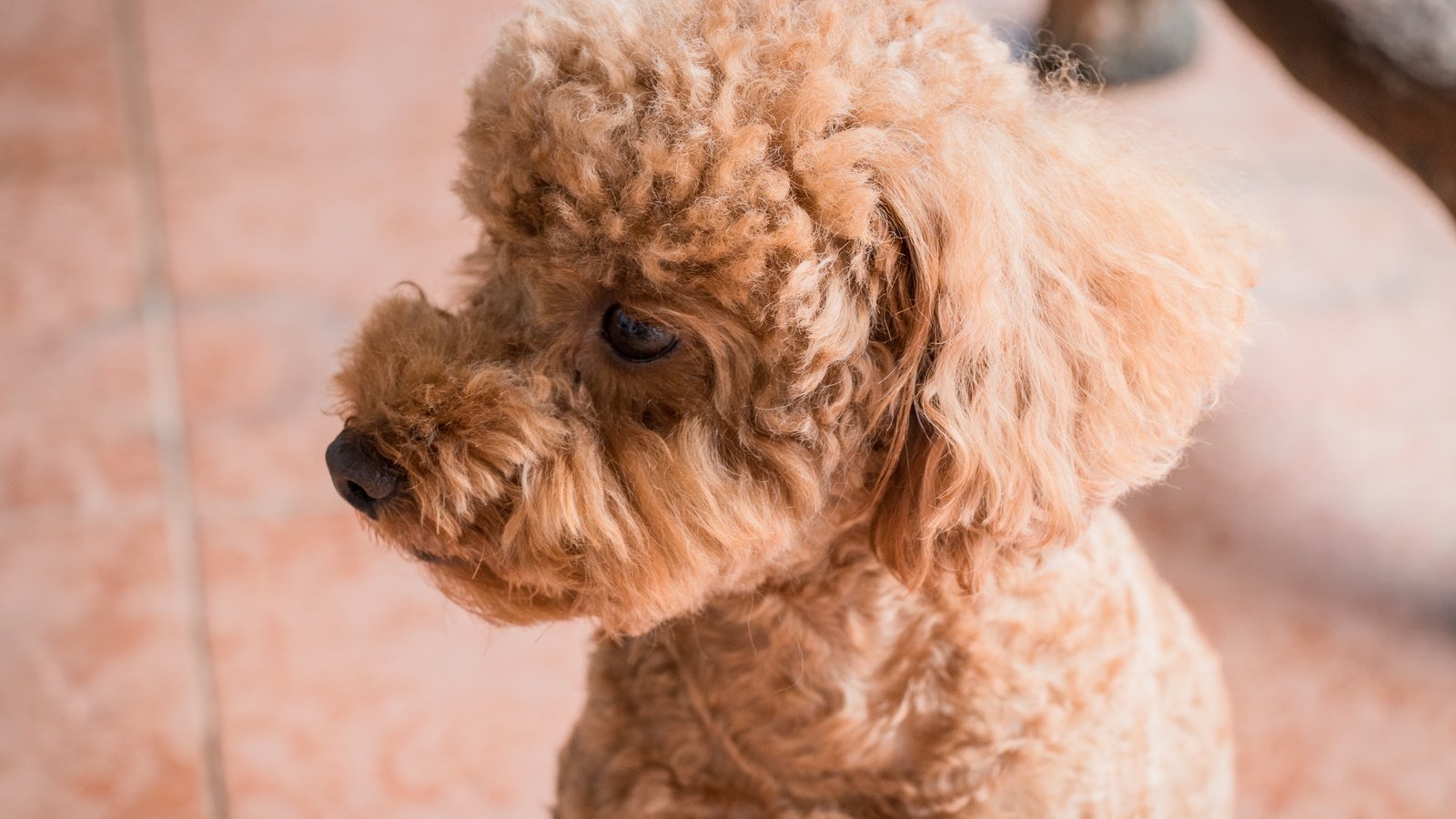 Обои глаза, взгляд, собака, профиль, пудель, абрикосовый, eyes, look, dog, profile, poodle, apricot разрешение 6000x4000 Загрузить