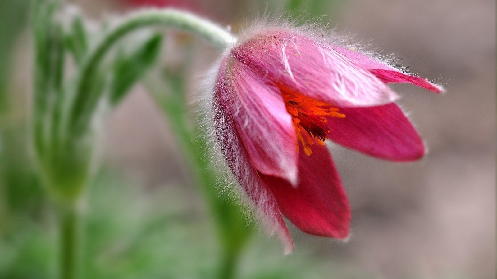 Обои макро, цветок, боке, сон-трава, прострел, macro, flower, bokeh, sleep-grass, cross разрешение 2048x1332 Загрузить