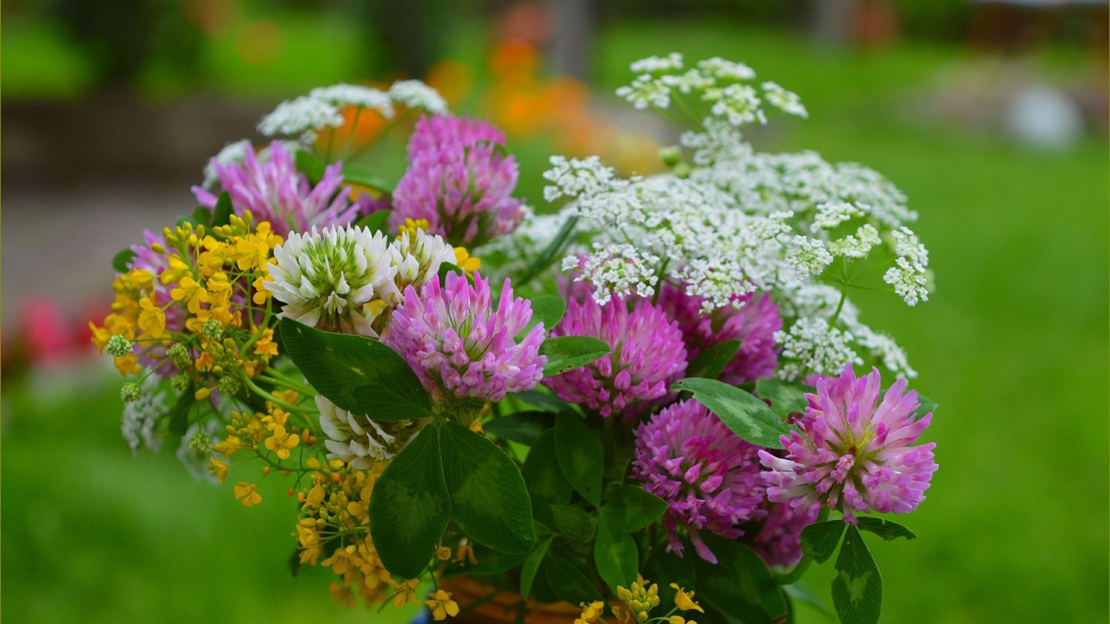 Обои цветы, клевер, весна, букет, полевые цветы, тысячелистник, flowers, clover, spring, bouquet, wildflowers, yarrow разрешение 3004x1877 Загрузить