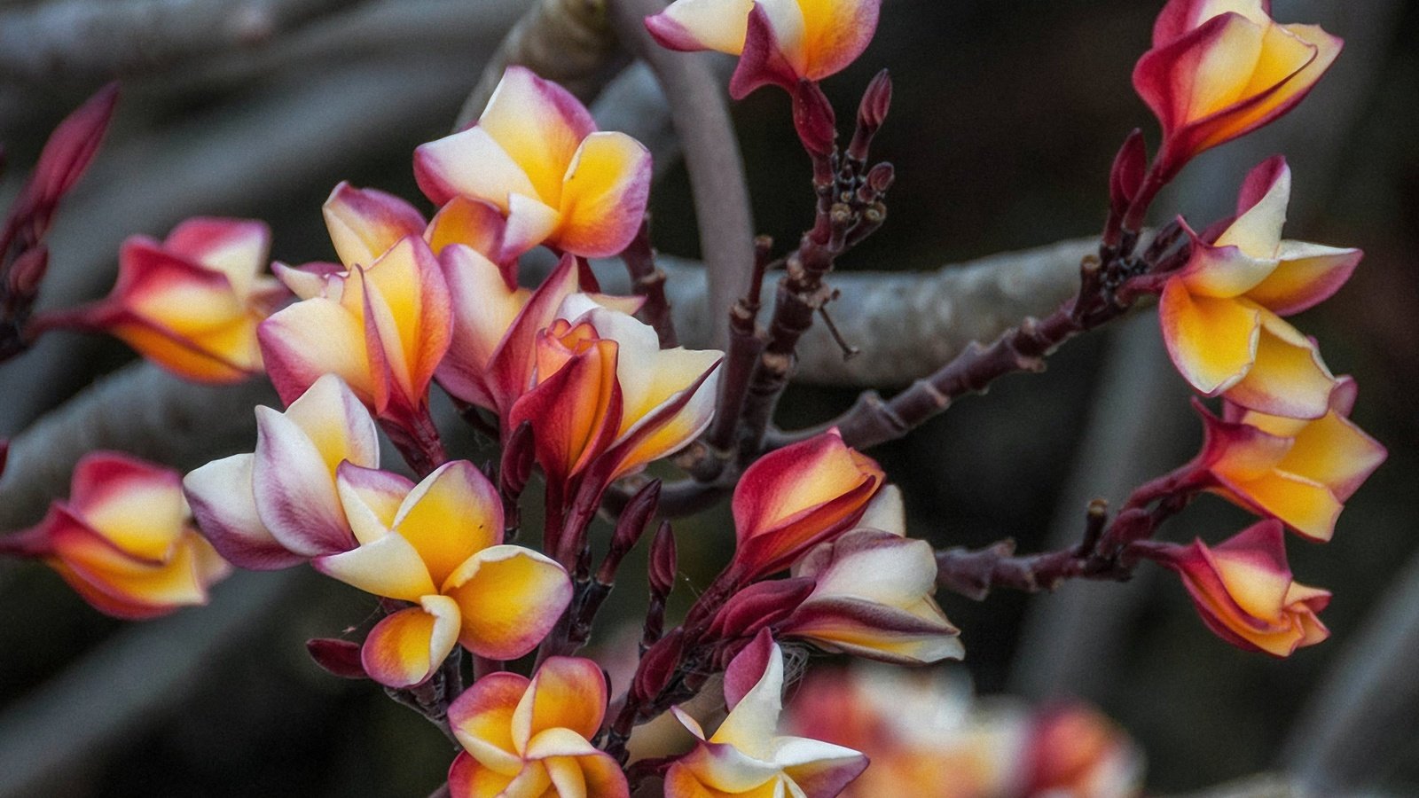 Обои цветы, макро, ветки, плюмерия, gunter graiss, flowers, macro, branches, plumeria разрешение 2000x1444 Загрузить