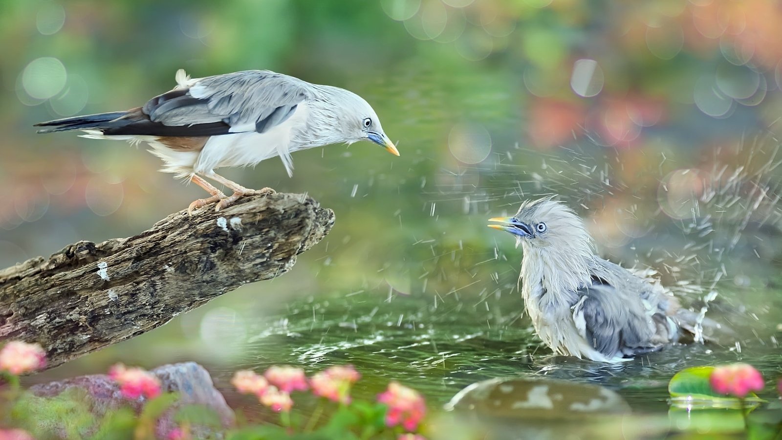 Обои вода, природа, брызги, птицы, коряга, тропики, sue hsu, water, nature, squirt, birds, snag, tropics разрешение 2048x1365 Загрузить