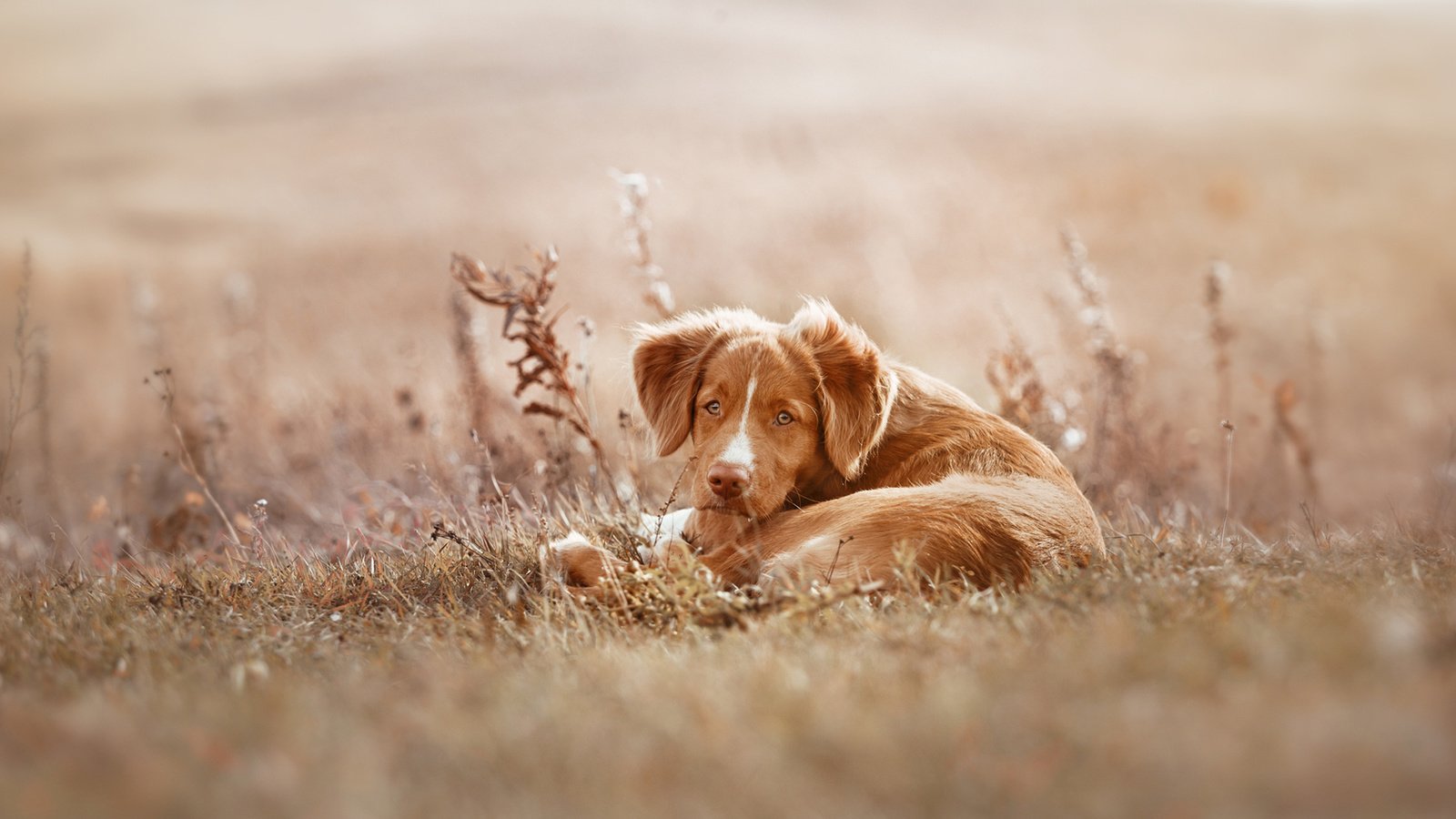 Обои собака, щенок, ретривер, новошотландский ретривер, сухая трава, averyanova anna, dog, puppy, retriever, nova scotia duck tolling retriever, dry grass, anna averyanova разрешение 1920x1200 Загрузить