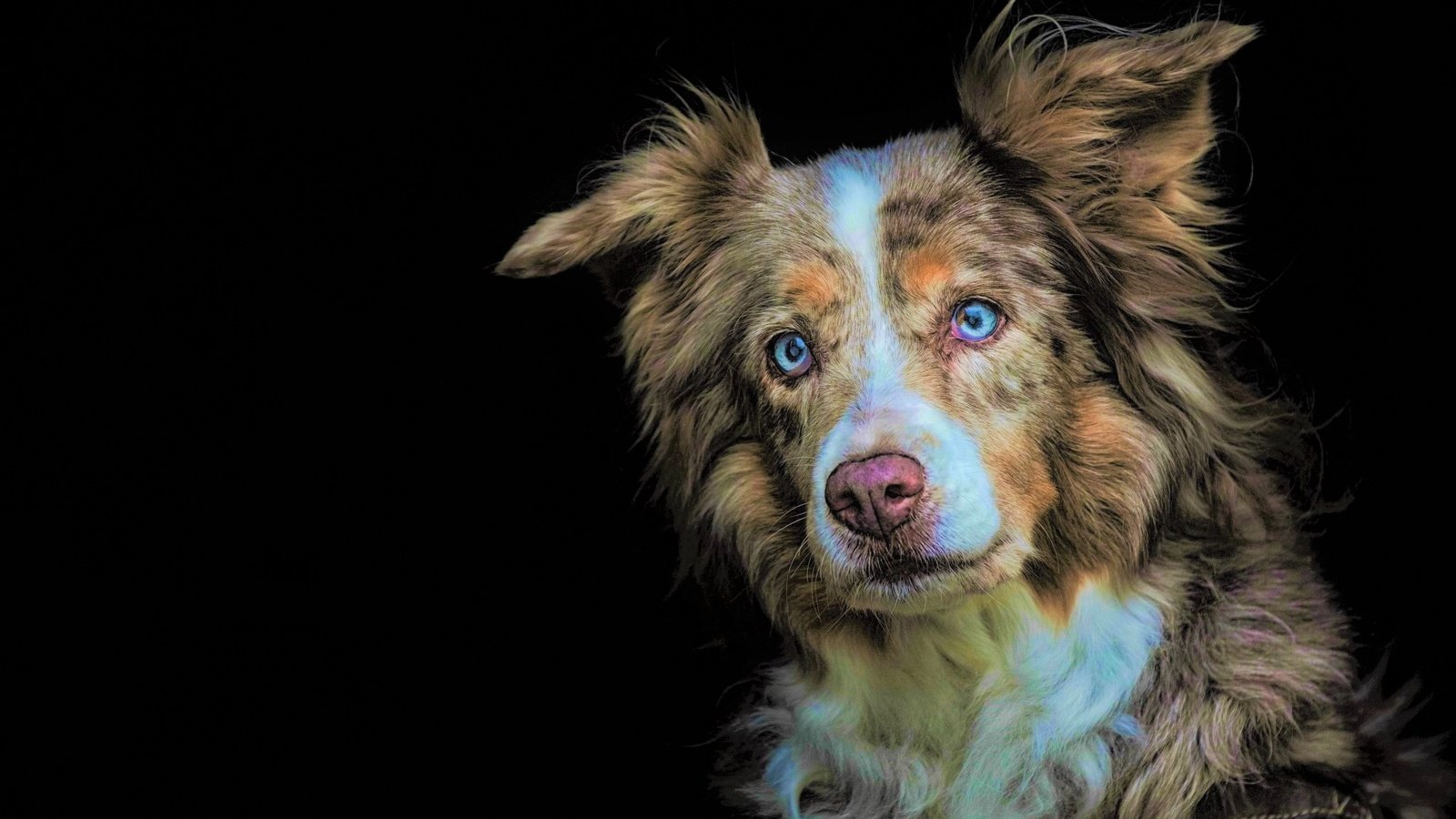 Обои глаза, взгляд, собака, черный фон, австралийская овчарка, eyes, look, dog, black background, australian shepherd разрешение 2560x1709 Загрузить