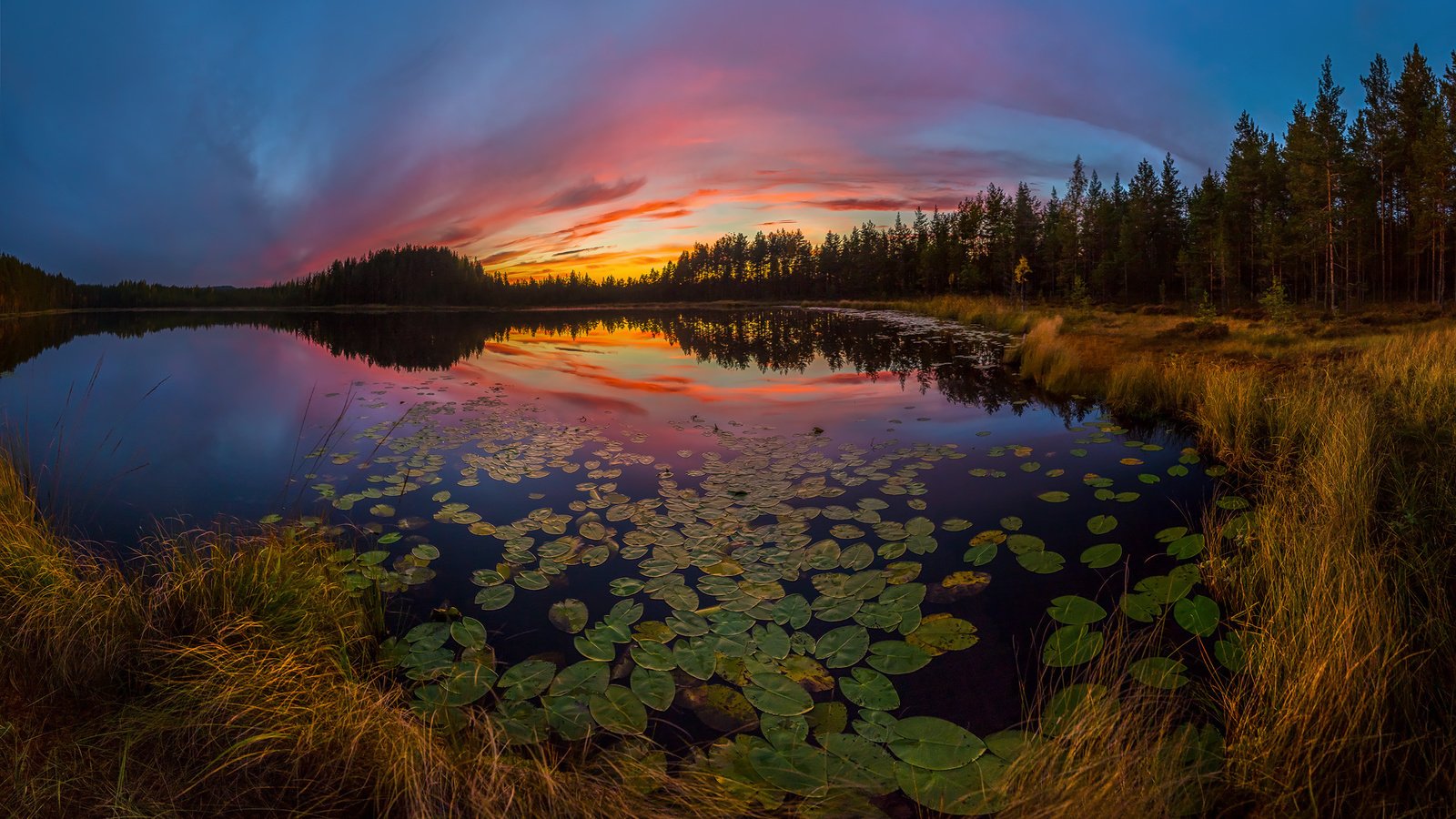 Обои небо, озеро, растения, листья, закат, отражение, the sky, lake, plants, leaves, sunset, reflection разрешение 2000x1204 Загрузить