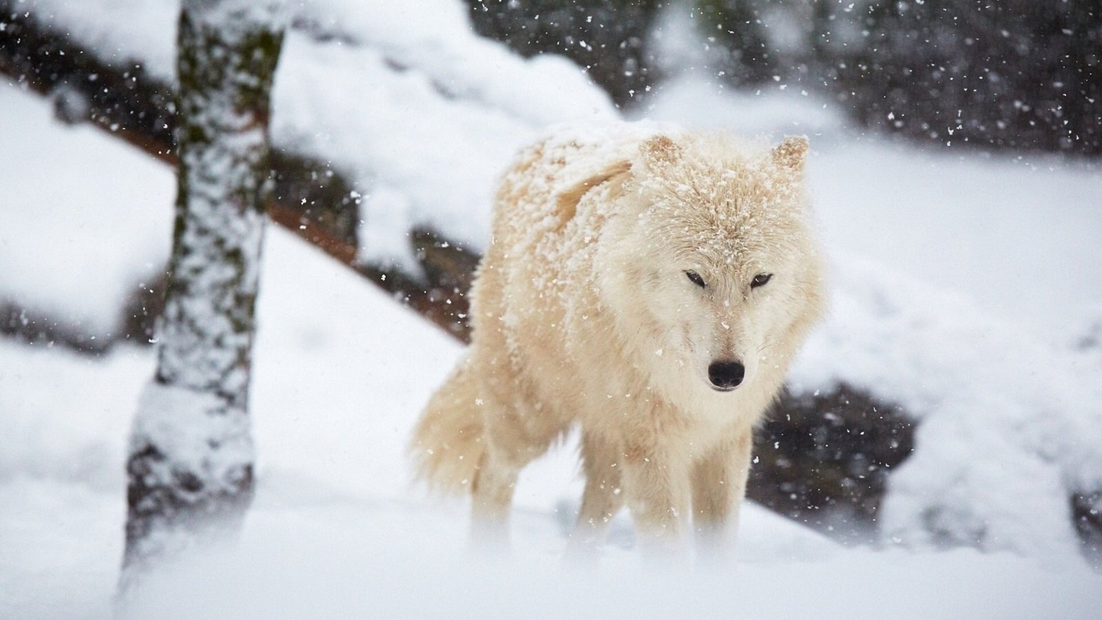 Обои зима, белый, хищник, волк, winter, white, predator, wolf разрешение 1920x1200 Загрузить