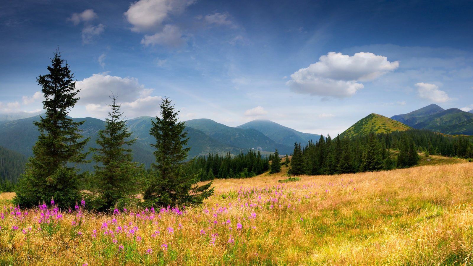 Обои небо, ель, цветы, трава, деревья, горы, природа, елка, склон, the sky, spruce, flowers, grass, trees, mountains, nature, tree, slope разрешение 5348x3689 Загрузить