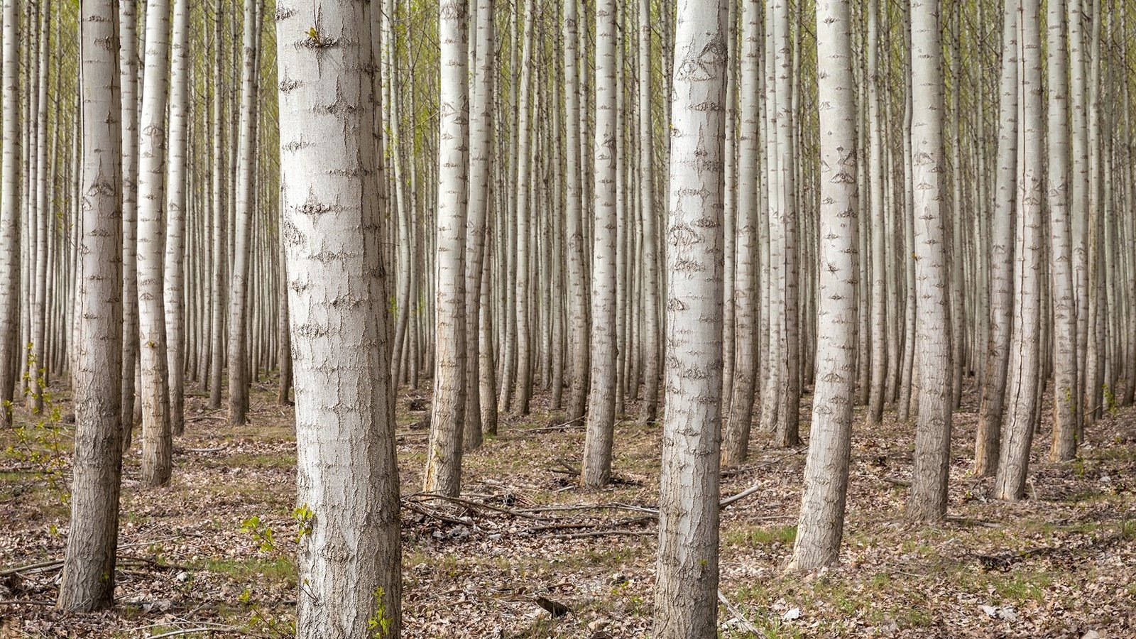 Обои деревья, лес, березы, сша, роща, орегон, trees, forest, birch, usa, grove, oregon разрешение 1920x1080 Загрузить