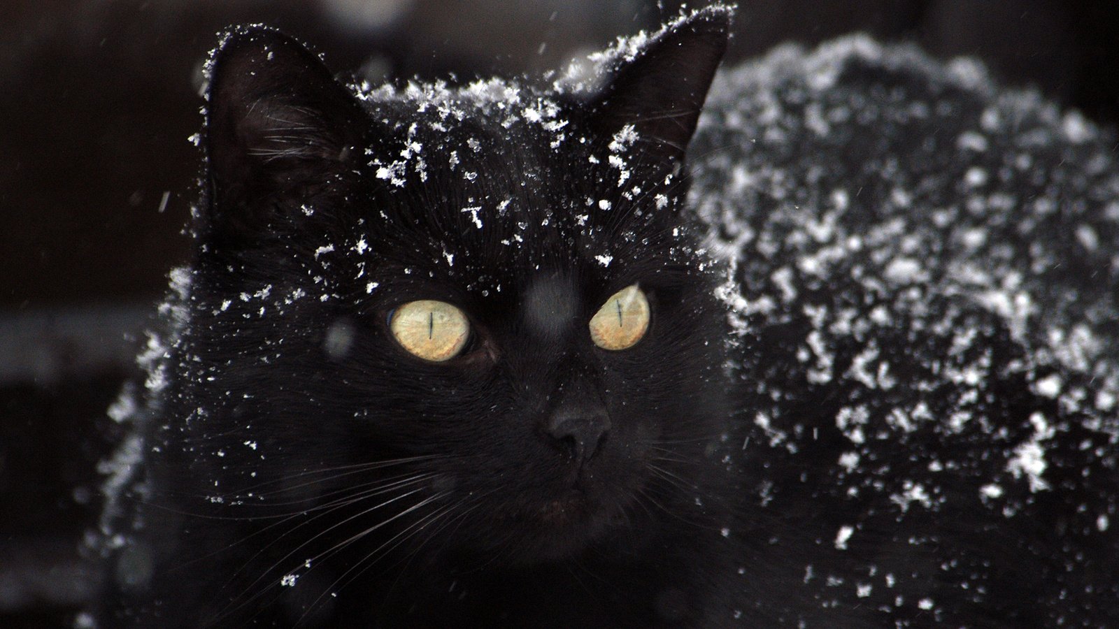 Обои глаза, снег, фон, кот, усы, кошка, взгляд, черный, eyes, snow, background, cat, mustache, look, black разрешение 2880x1800 Загрузить
