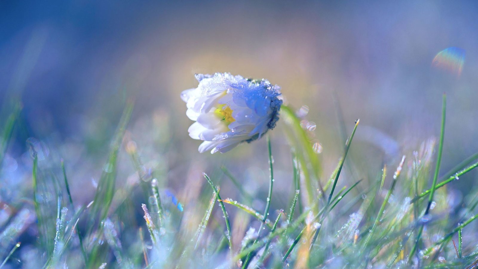 Обои трава, цветок, ромашка, весна, grass, flower, daisy, spring разрешение 1920x1080 Загрузить