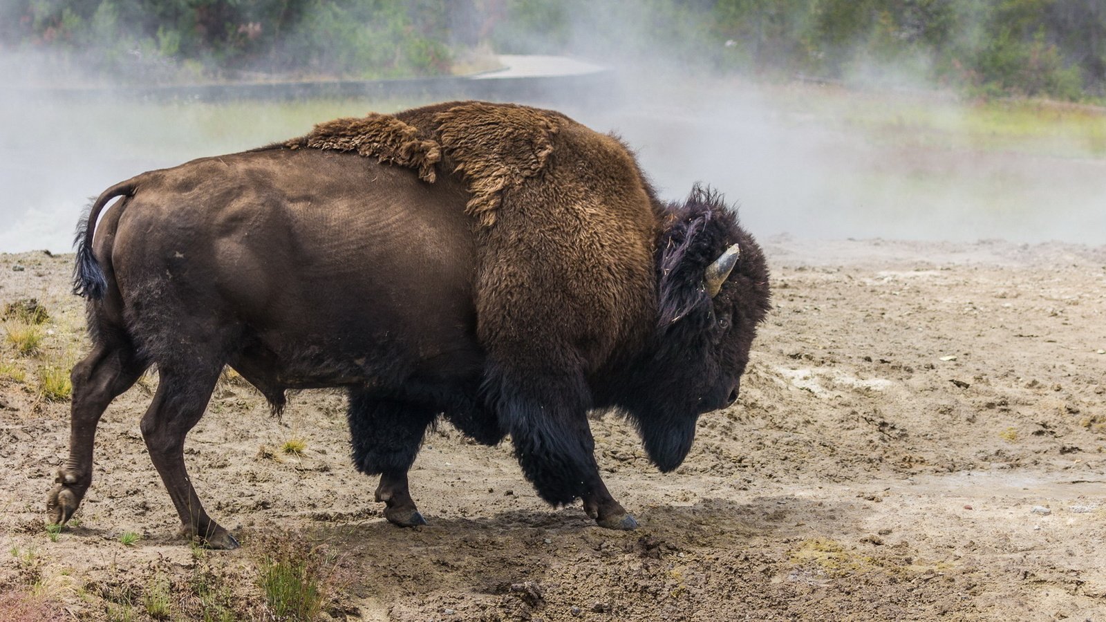 Обои природа, животное, рога, бизон, nature, animal, horns, buffalo разрешение 1920x1080 Загрузить