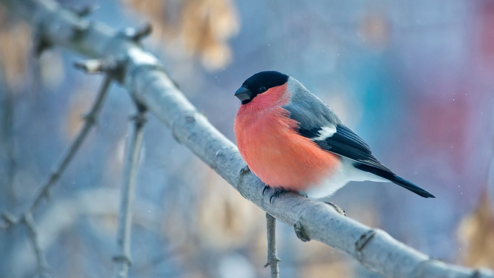 Обои ветка, зима, птица, снегирь, оперение, branch, winter, bird, bullfinch, tail разрешение 1920x1200 Загрузить