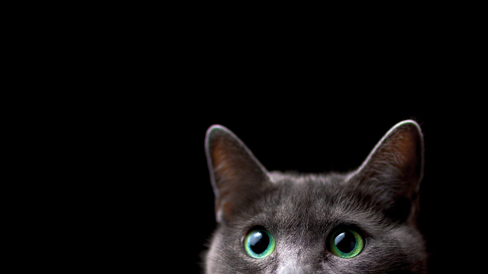 Обои фон, кот, мордочка, кошка, взгляд, черный фон, ушки, background, cat, muzzle, look, black background, ears разрешение 1920x1080 Загрузить