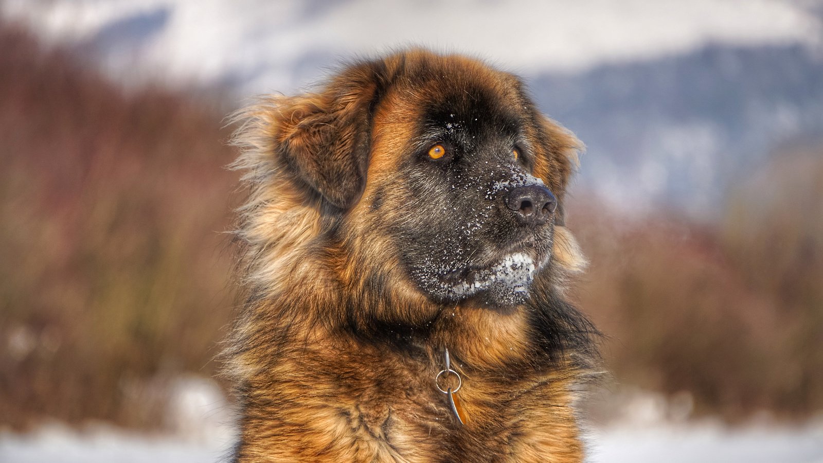 Обои морда, взгляд, собака, леонбергер, face, look, dog, leonberger разрешение 3840x2400 Загрузить