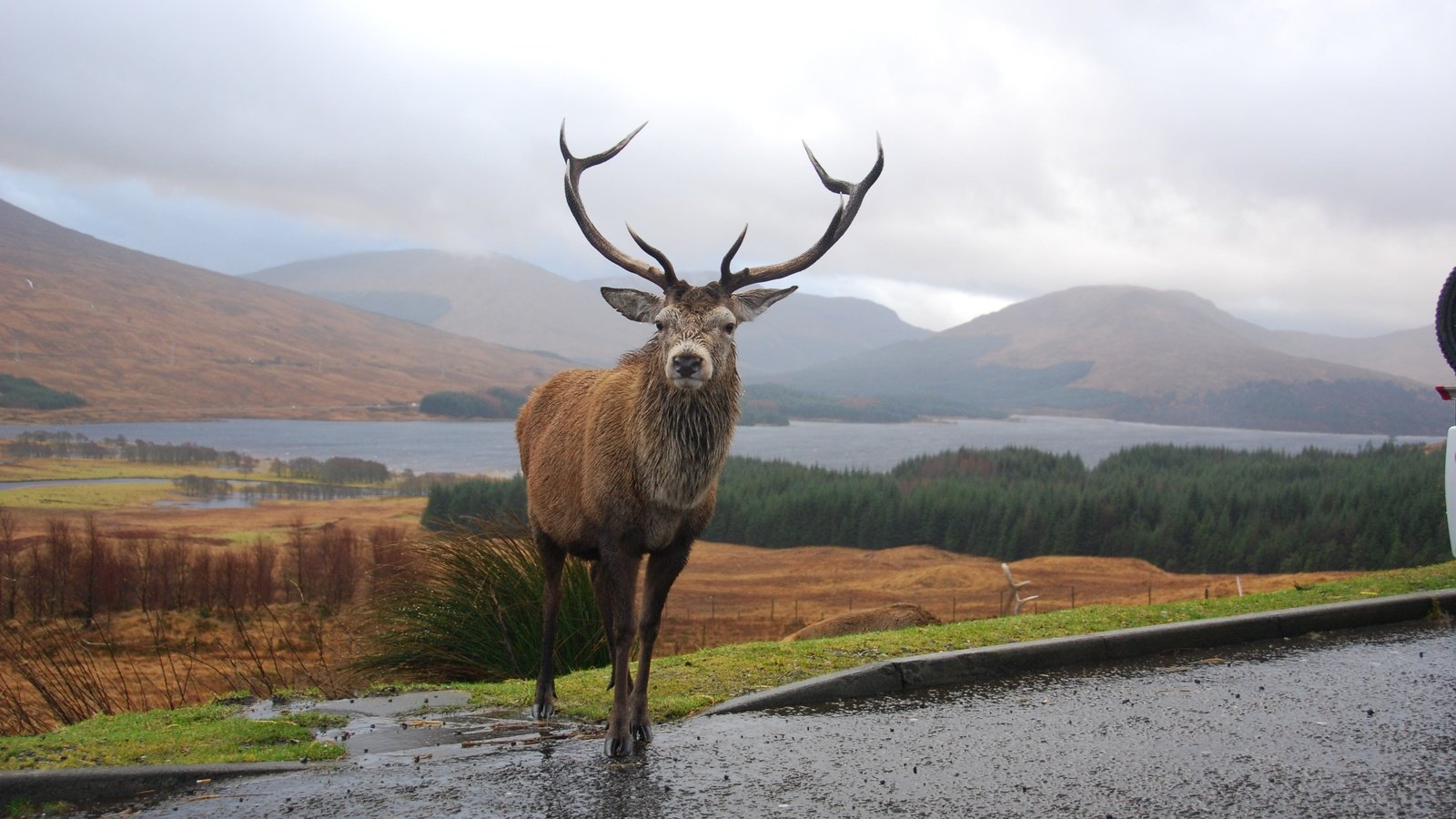 Обои горы, олень, рога, шотландия, mountains, deer, horns, scotland разрешение 3872x2592 Загрузить