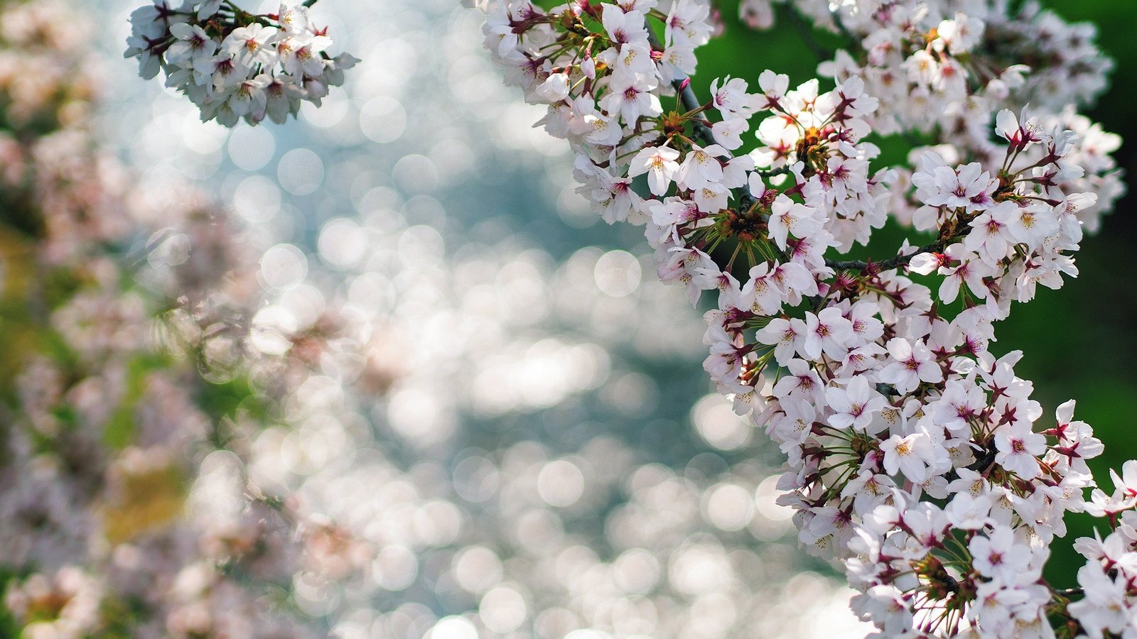 Обои цветы, цветение, макро, ветки, весна, боке, flowers, flowering, macro, branches, spring, bokeh разрешение 1920x1200 Загрузить