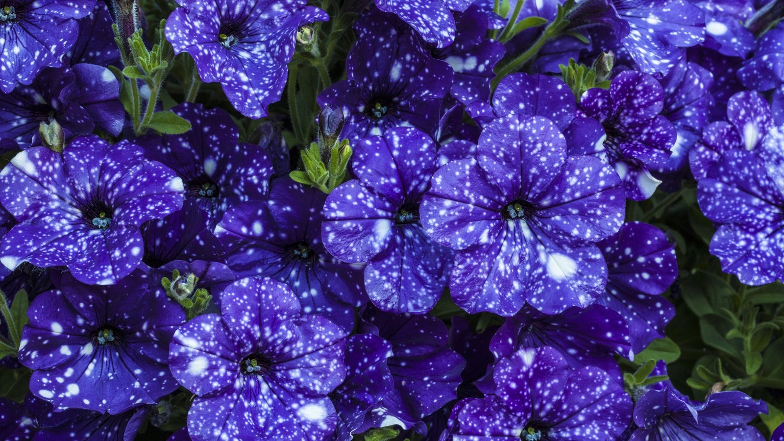 Обои цветы, красивые, фиолетовые, петунья, flowers, beautiful, purple, petunia разрешение 5616x3744 Загрузить