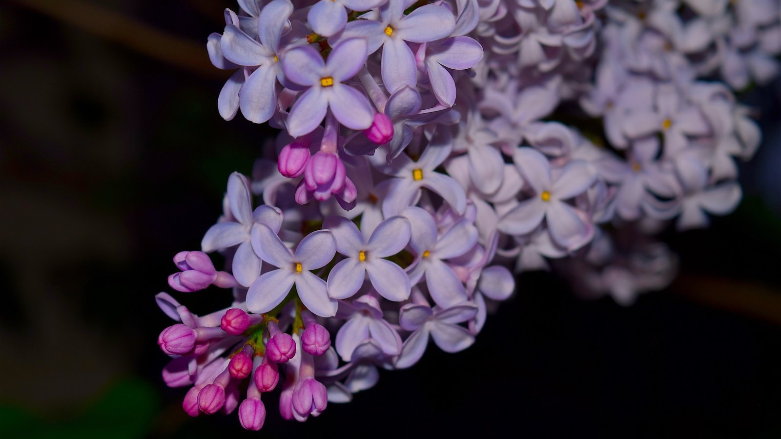 Обои цветы, ветка, цветение, весна, черный фон, сирень, flowers, branch, flowering, spring, black background, lilac разрешение 4496x3000 Загрузить