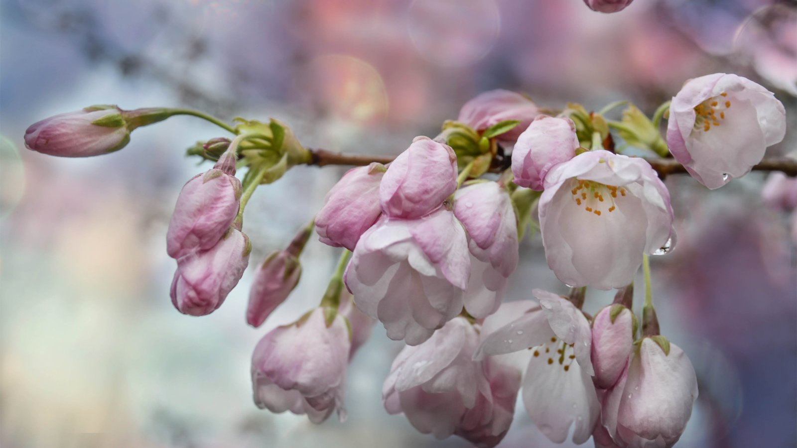 Обои цветы, вода, ветка, цветение, капли, весна, боке, flowers, water, branch, flowering, drops, spring, bokeh разрешение 6016x3905 Загрузить