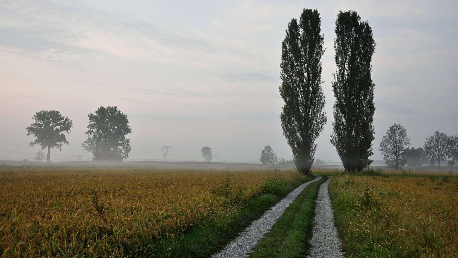 Обои небо, дорога, природа, туман, горизонт,     деревья, тополь, the sky, road, nature, fog, horizon, trees, poplar разрешение 1920x1280 Загрузить